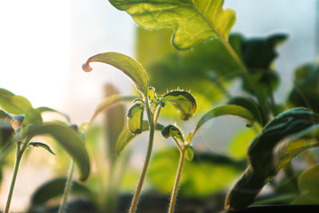 green young sprouts gardening on the windowsill