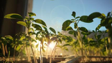 green young sprouts gardening on the windowsill