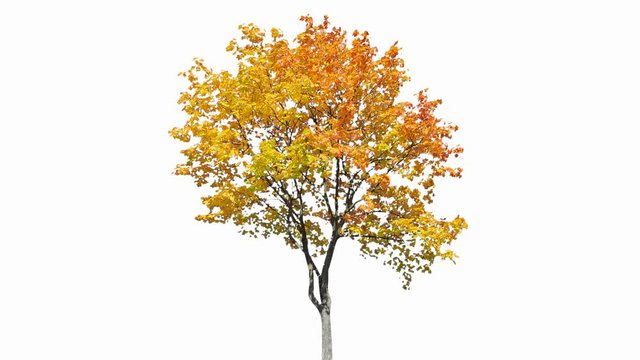 High quality 10bit footage of autumn tree on the wind isolated on white background.  Made from 14bit RAW