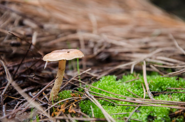 Brown wild mushrooms on the ground of a pine forest