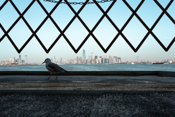 Downtown Manhattan and a pigeon on a Staten Island ferry