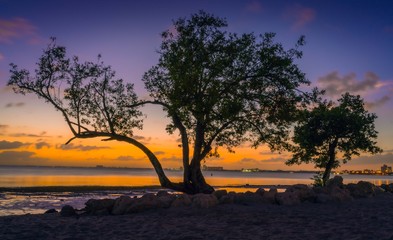 Fototapeta na wymiar landscape sunset sunrise tree sea beach coast silhouette cloud nature color orange blue beautiful dusk summer horizon yellow