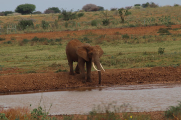 Fototapeta na wymiar Elefant am Wasser Kenia Tsavo East