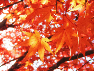 Maple tree red leaves in Autumn. Natural background of acer fall season foliage