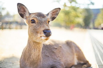 Closed up shot Cute deer in the Nara park.
