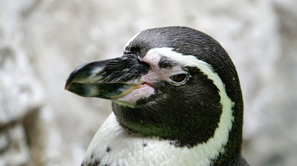 Humboldt penguin with zoomed up face