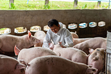 Asian veterinarian working and checking the pig in hog farms, animal and pigs farm industry - 316665833