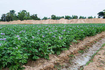 Fototapeta na wymiar Organic potato fields, blooming potato flower.