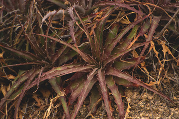 Close up of a Plant in Los cabos Mexico