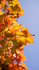 Ahornblätter in der Herbstsonne
