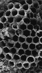 Black and white Macro close up of a  hive 