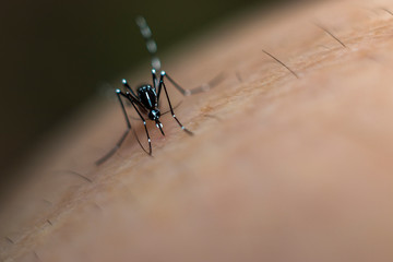 Mosquitoes are feeding on human skin