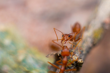 Fire ant on branch in nature sun set and wood background, Life cycle