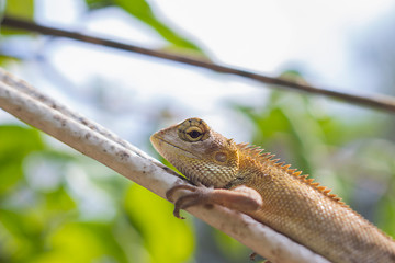 Chameleon on white cable in forest