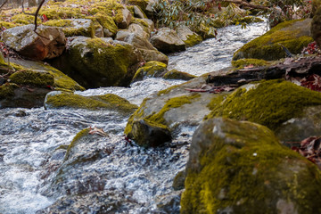 stream in forest