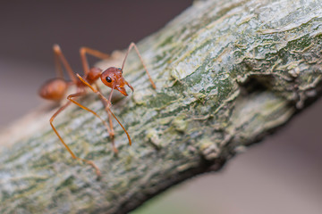 Fire ant on branch in nature sun set and wood background, Life cycle