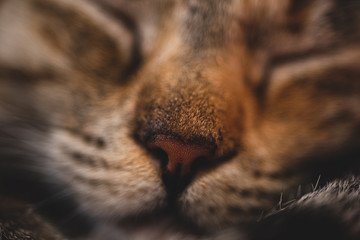 Macro close up of the nose of a kitten sleeping