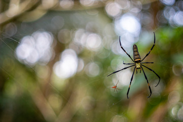 Spider on web in nature forest