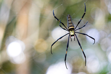 Spider on web in nature forest