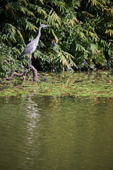 A young grey heron (Ardea cinerea) looking for the food in the water of pond. Japan