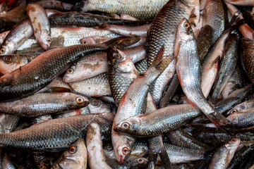 Fish at the Market