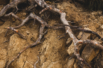 Tree Roots outside the ground close up