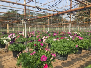 flower farm