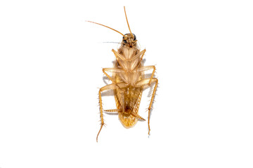 cockroach on white background