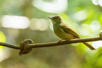 Baker's Bulbul perching on liana with blur green tree background