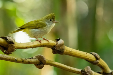 White-bellied Erpornis perching on liana with blur green tree background