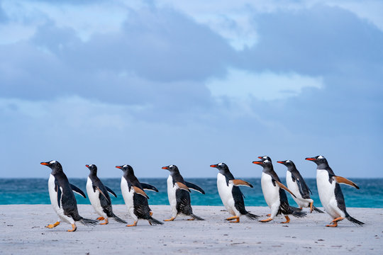 ペンギン ブリーカー島 フォークランド諸島 Bleaker Island