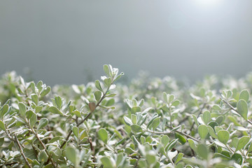 Barometer Bush leaves as natural background.