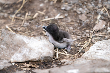 ペンギン ブリーカー島 フォークランド諸島 Bleaker Island
