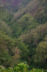wilderness with the dominance of trees, grass and other plants in the mountains