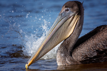 young brown pelican close up in the water with splash next to it