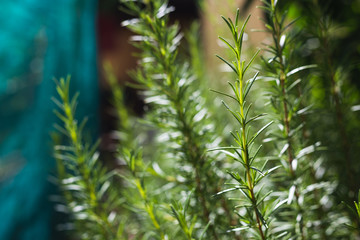 Close up of rosemary plant leaves backlit by summer light in a mediterranean herb garden