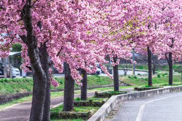 春の暖かい日、早咲きの河津桜を見に行こう！