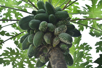 Papaya damaged by a Papaya mealybug, Paracoccus marginatus (Hemiptera) is the dangerous pest of different plants, including economically important tropical fruit trees and various ornamental plants - 316668695