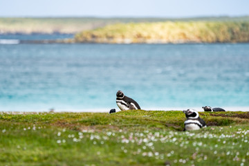 ペンギン ブリーカー島 フォークランド諸島 Bleaker Island