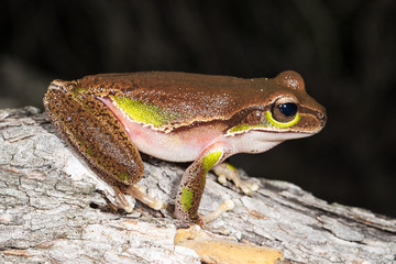 Blue Mountains Tree Frog