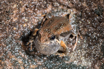 Common Eastern Froglet calling with vocal sac inflated