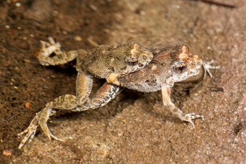 Pair of Common Eastern Froglets mating