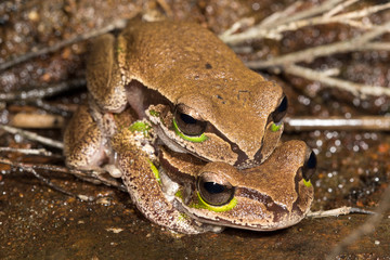 Blue Mountains Tree Frogs in amplexus