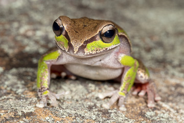 Blue Mountains Tree Frog