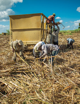 Sugarcane harvest, men carrying the cane to the cart