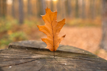 Wood stub at the meadow with blurred autumnal forest background. Old stub in autumn park with yellow fallen leaf. Colorful foliage in the park. Autumn season concept.