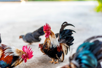 Bantam breed chicken. The Serama (Malay: Ayam Serama)