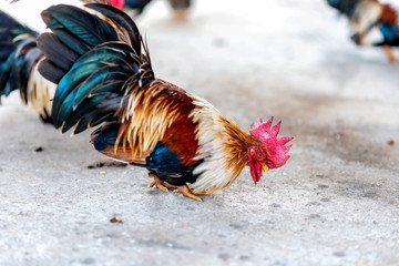 Bantam breed chicken. The Serama (Malay: Ayam Serama)