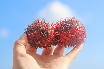 tropical orangutan fruit on sky background © studybos