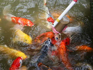 feeding colorful carps fish from bottles